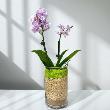 Mini Phalaenopsis Orchid in Modern Glass Vase